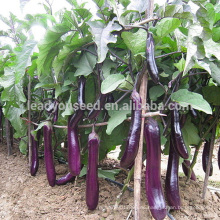 E15 Nongfu Krankheit beständig lange lila Auberginen Samen in Gemüsesamen, 35cm x 5,5 cm Größe, 300 Gramm Gewicht